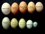 Interesting Facts About Eggs, You May Not Know